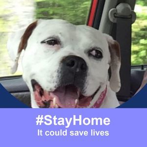 Meet your Posher, Abigail